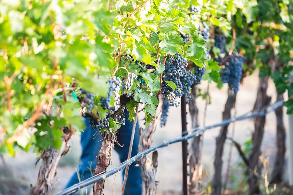 Boushey Vineyard