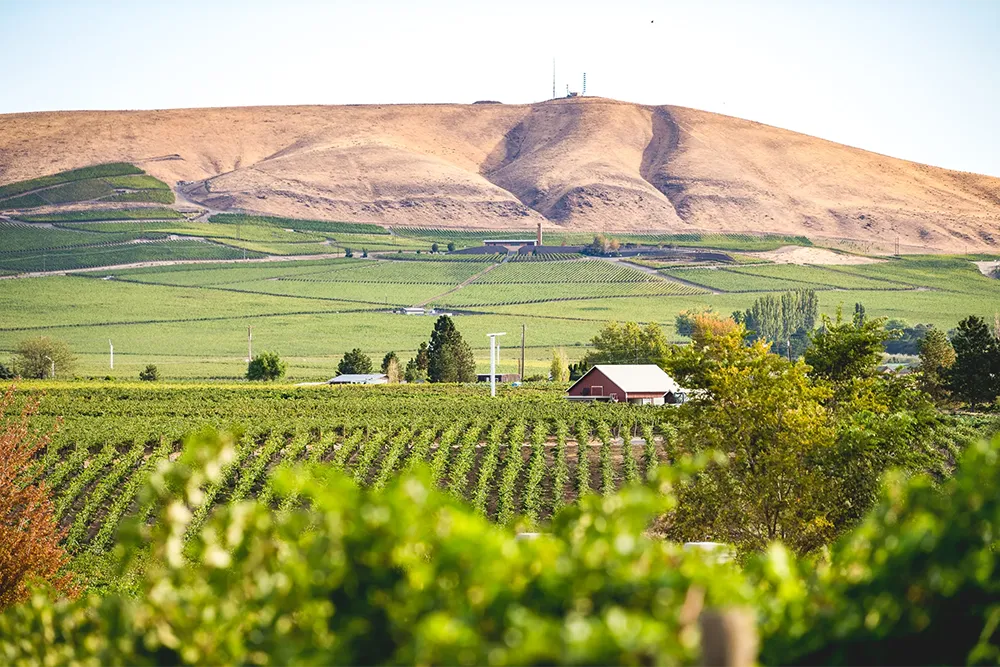 Candy Mountain Vineyard