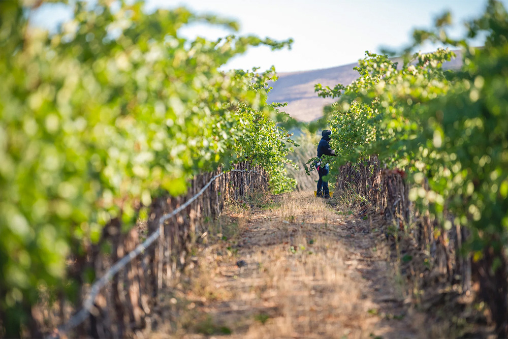 Man in vineyard