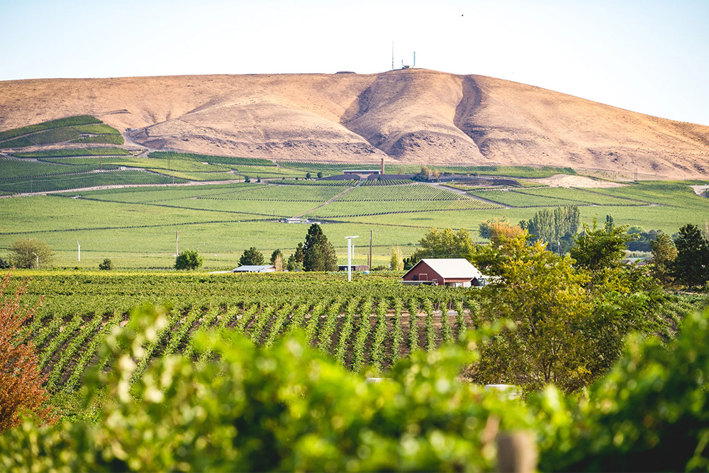 Upchurch vineyard